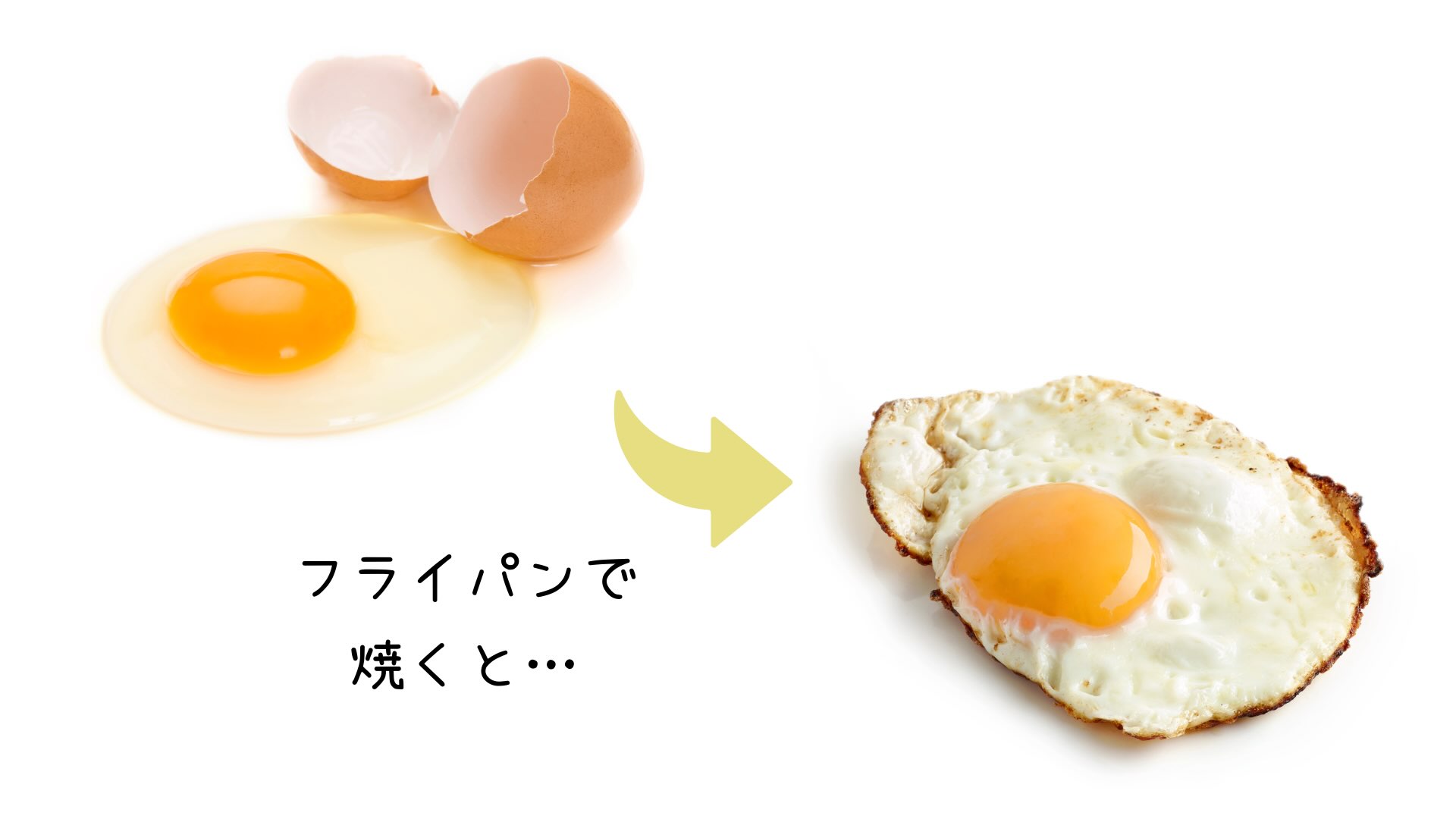 卵のタンパク質