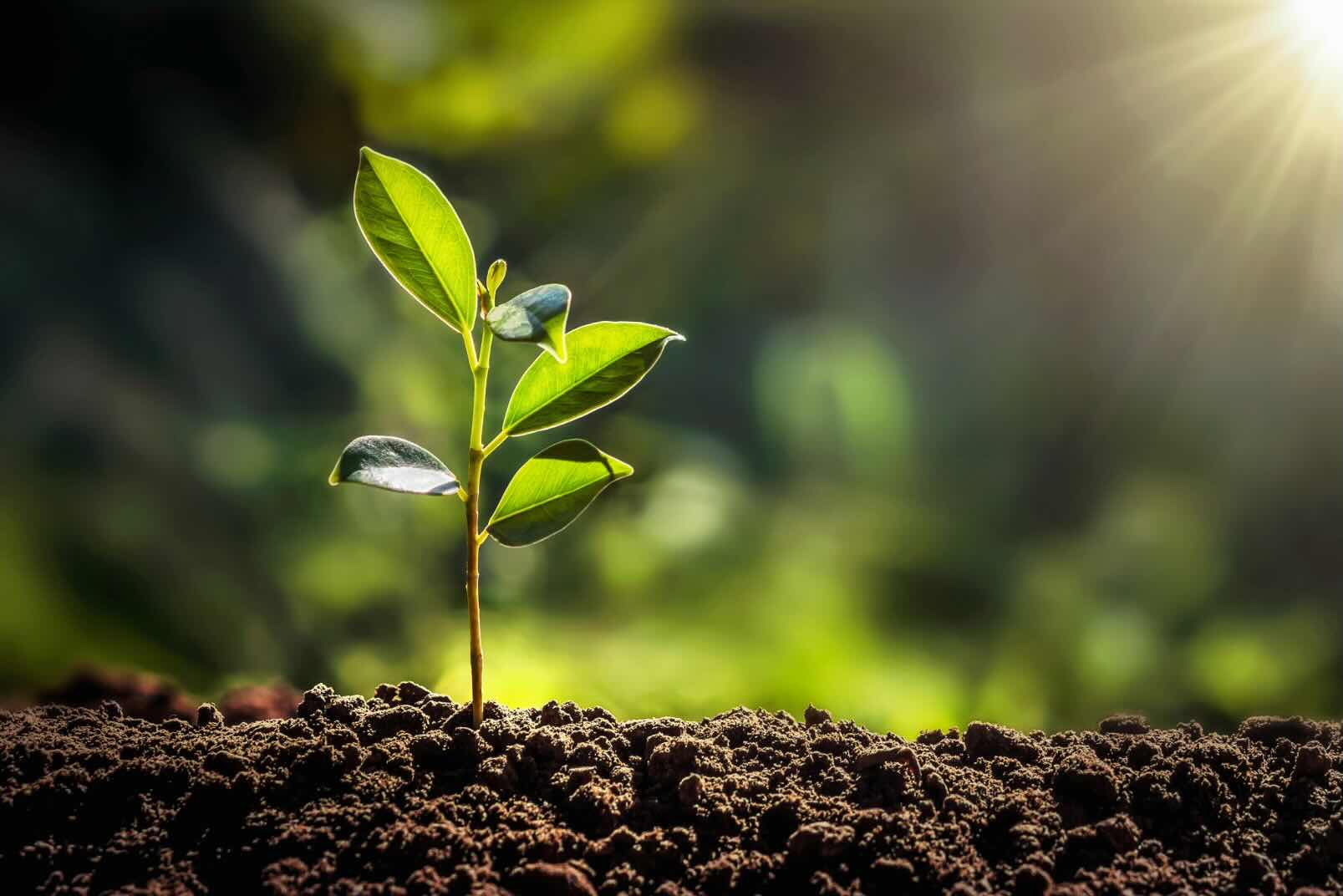 植物